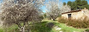 Amandiers en fleurs en Provence
